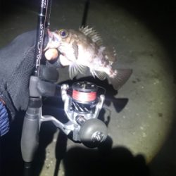 メバルシーズンイン