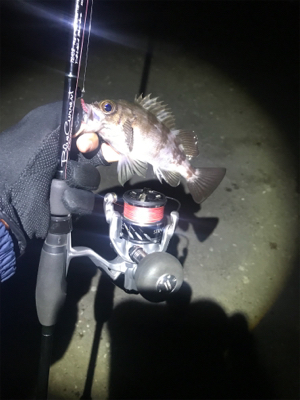 メバルシーズンイン