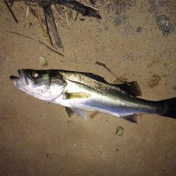 晩秋のシーバス