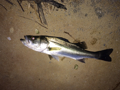 晩秋のシーバス