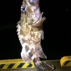 マリンピア沖洲でライトゲーム