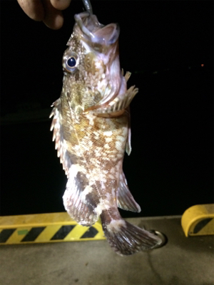 マリンピア沖洲でライトゲーム