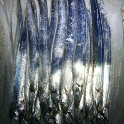 太刀魚いっぱい釣れた(^^)