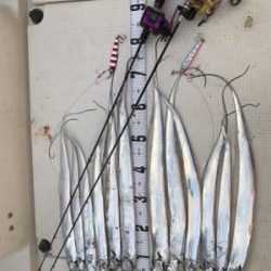 タチウオジギング