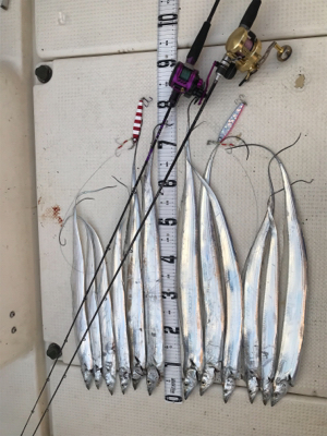 タチウオジギング