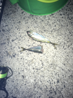 まったりヤエン