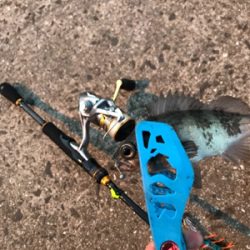 早朝メバリングin御所浦