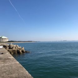 同じ場所で同じハマチ！？