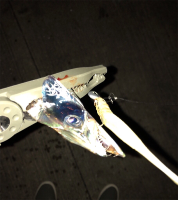 久しぶりの浮き釣り