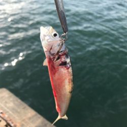 太刀魚渋くなってきた？