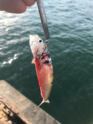 太刀魚渋くなってきた？