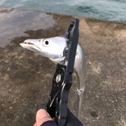 沖堤青物チャレンジ