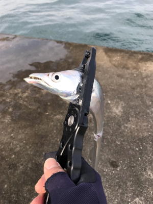 沖堤青物チャレンジ