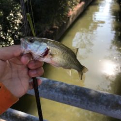 子バス祭り、大物バラし