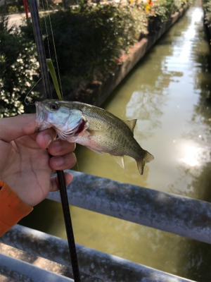 子バス祭り、大物バラし