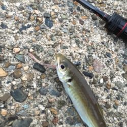 夕方短時間アジング