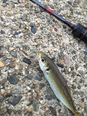 夕方短時間アジング