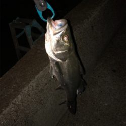 とりあえず釣れた