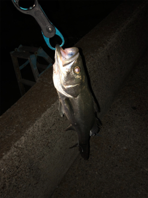 とりあえず釣れた