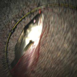 初回遊型＆初複数キャッチ(チーバスとセイゴ除いて)