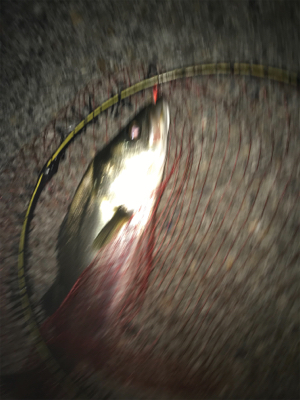 初回遊型＆初複数キャッチ(チーバスとセイゴ除いて)