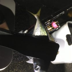 朝まずめ狙いで