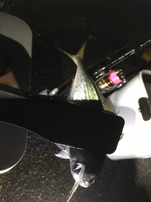 朝まずめ狙いで