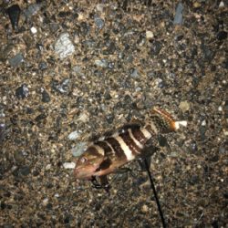 ライトロックフィッシュゲーム