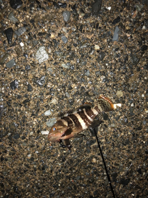 ライトロックフィッシュゲーム