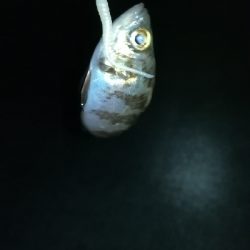 ナイトアジング