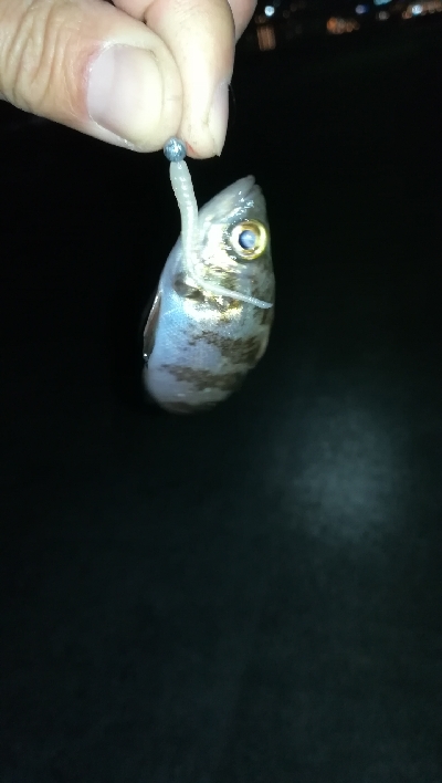 ナイトアジング