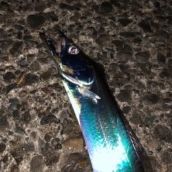 夕まずめ１時間タチ勝負