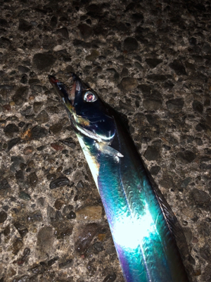 夕まずめ１時間タチ勝負