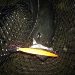 ハーモニカ食い