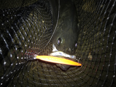 ハーモニカ食い