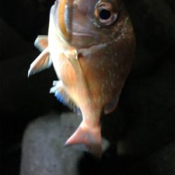 100均ワーム釣行Part2