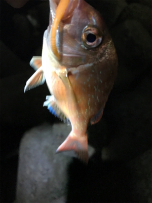 100均ワーム釣行Part2