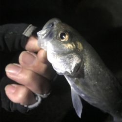 ナイトからのデイ