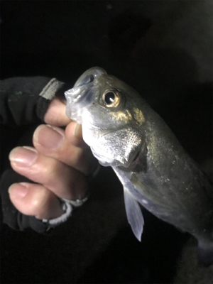 ナイトからのデイ