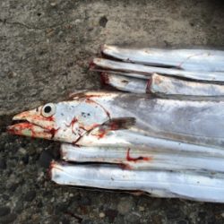 やっとドラゴン釣れました