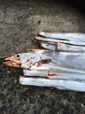 やっとドラゴン釣れました