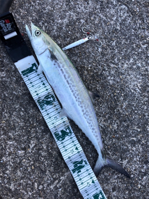 武庫川渡船に乗って…2度目の武庫一…