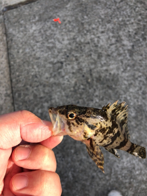 デイゲームライトロック