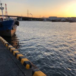 大分市家島港 サビキ釣り