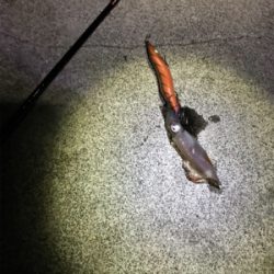 時季外れ過ぎる