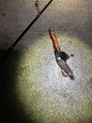 時季外れ過ぎる