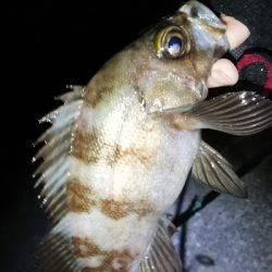 明石メバル好調！