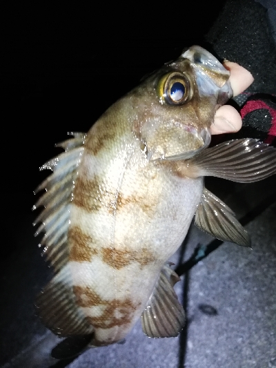 明石メバル好調！