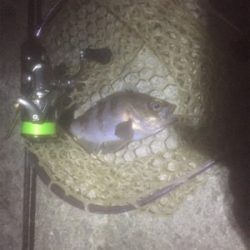 満月メバリング