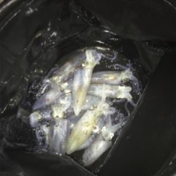 ヒイカナイトゲーム☆GUNNING-STYLE